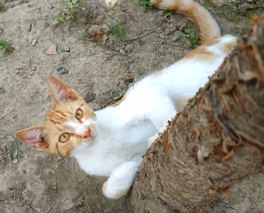 Metisi British Shorthair pui, gratuit