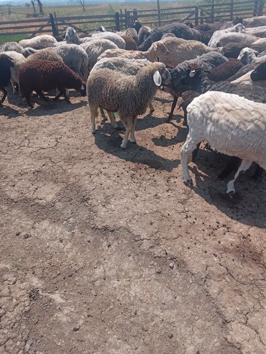 Vând miei, mieluțe și berbecuți