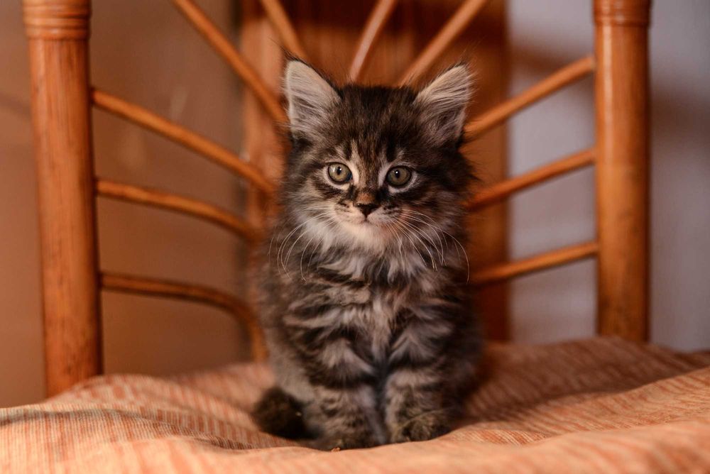 Котенок  мальчик