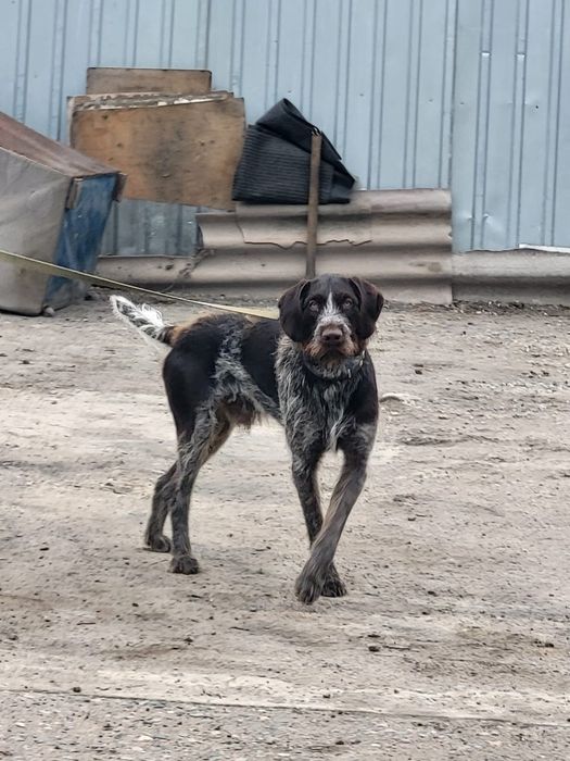 Ищем невесту для парня.