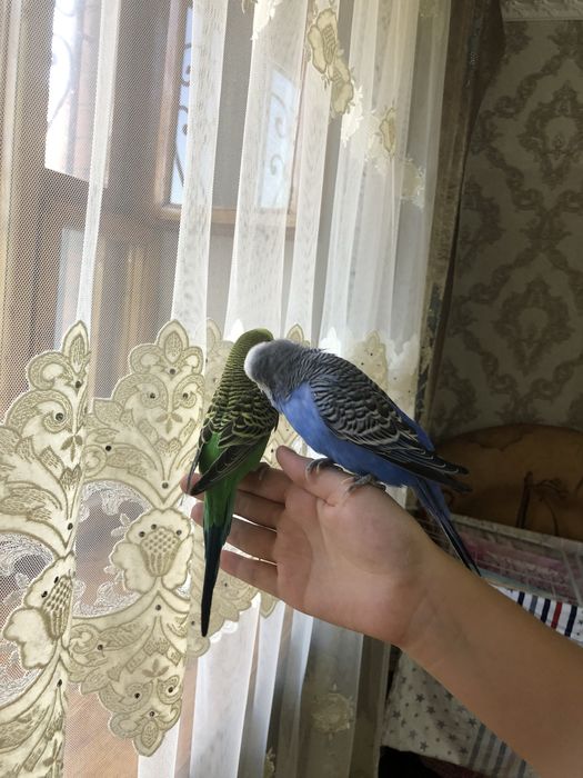 Продам волнистых попугайчиков