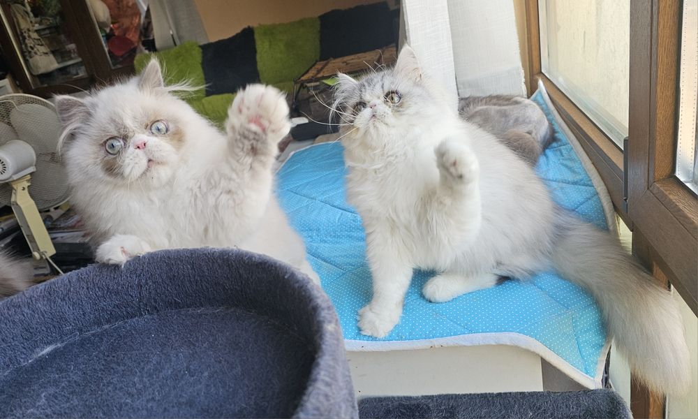 Персийски котенца