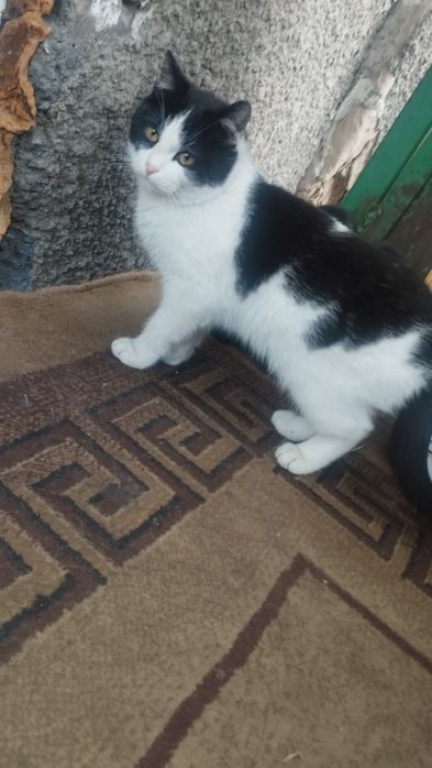 Отдам кота в хорошие руки