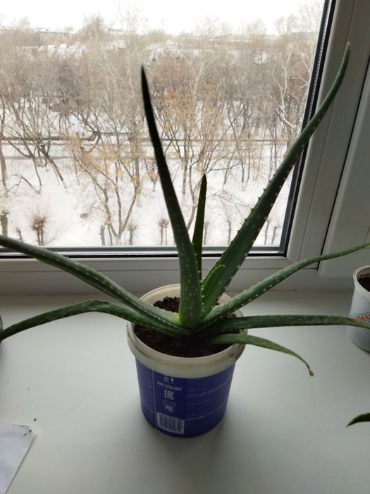 Продам аллоэ  Вера