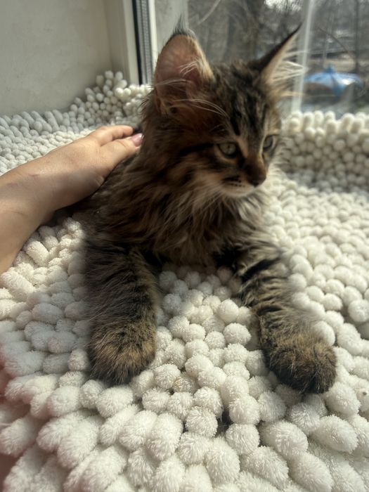 Котенкти мейкун сибирьская .