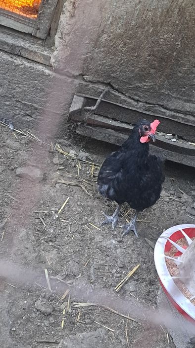 Доминант черный Д-109
[31.03,