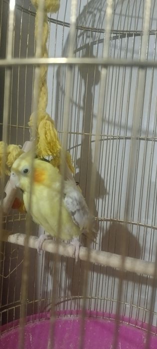 Продам попугая Кареллу