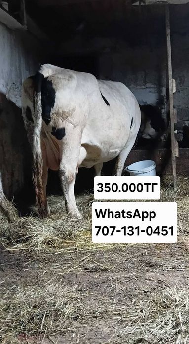 Корова [молочная] с теленком сүт өнімдері