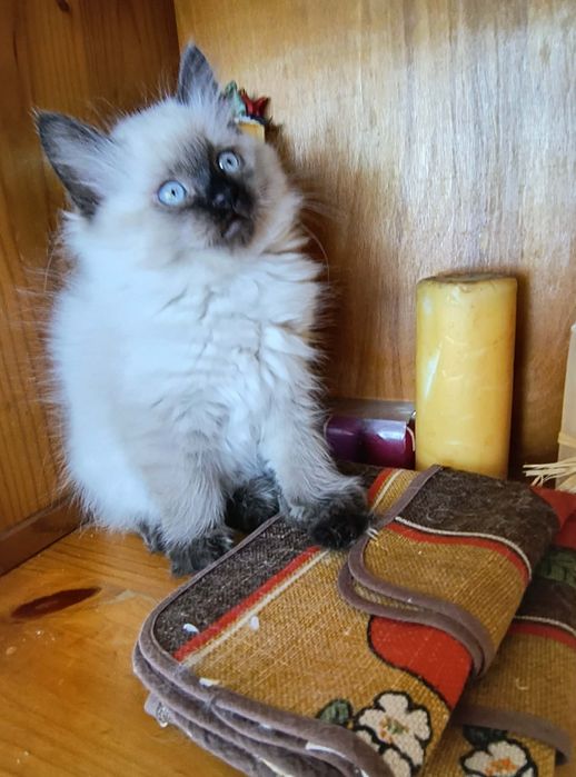 Котета Регдол / Ragdoll
