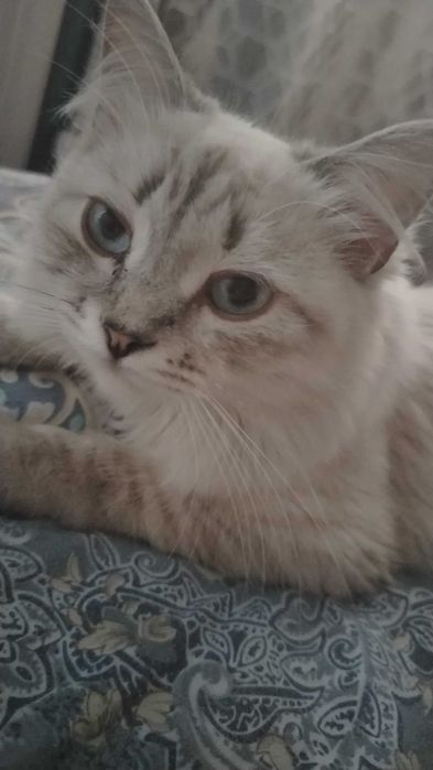 Кошка в добрые руки