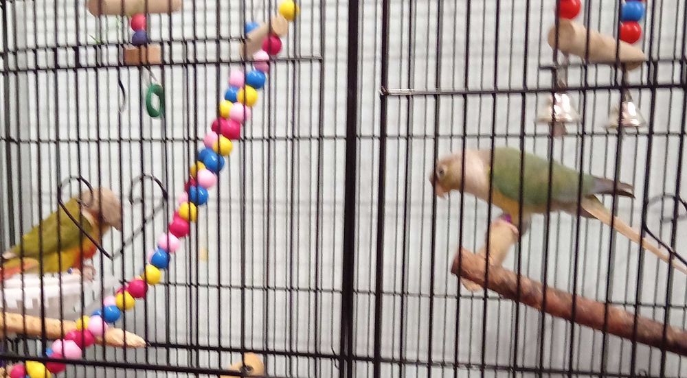 Двойка папагали пирура молина Спешно!