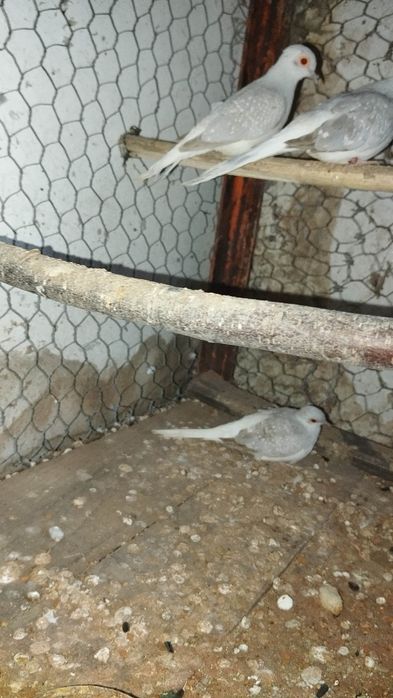 Femelă Turturică Diamant Schimb cu Pereche de Peruși sau de Porumbeii Satineti,Misirlii jud Prahova