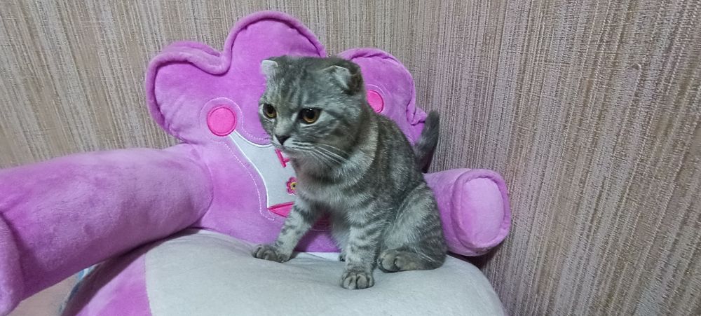 Шотландский вислоухий котёнок (Scottish Fold)