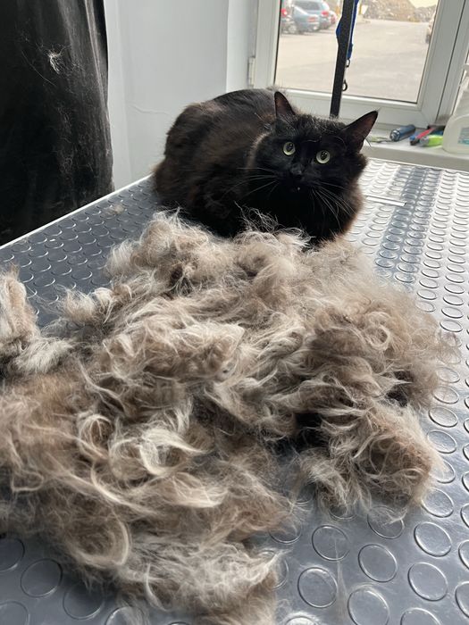 Стрижка линька собака кот