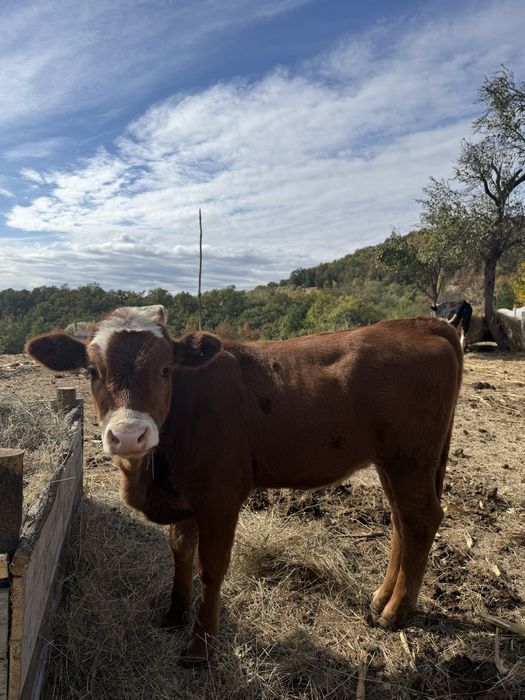 Vaca Baltata Romaneasca cu vitel