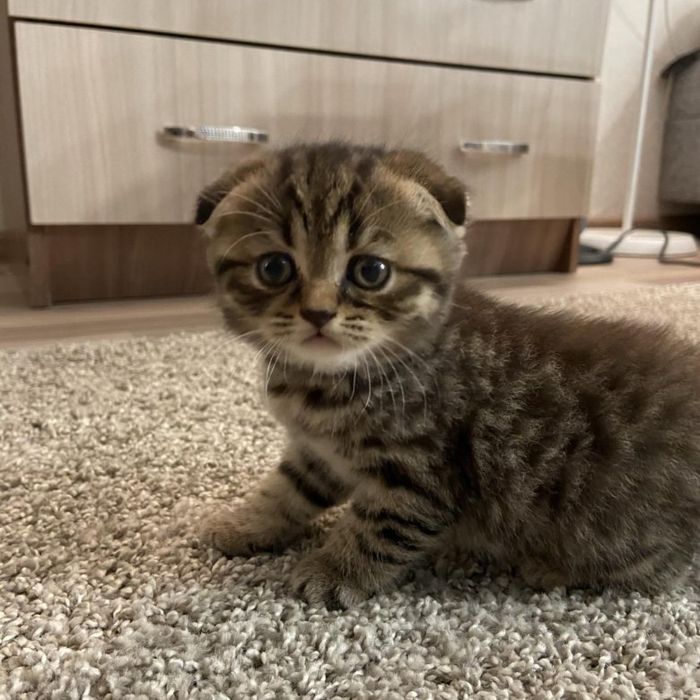 Золотые Вислоушкии