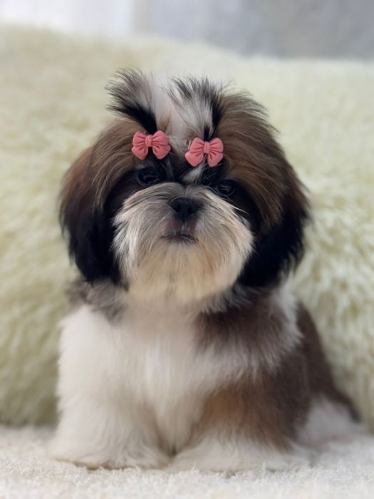 Шикарные щеночки ши-тцу