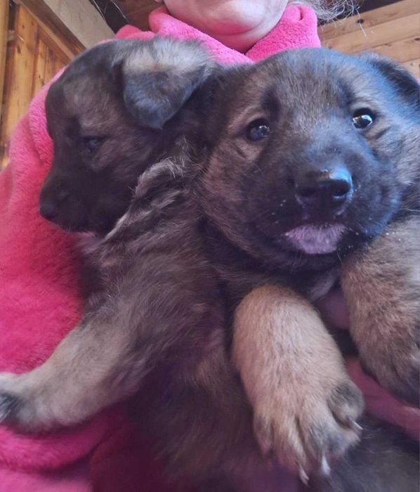 Отдам щенков (мама овчарка)