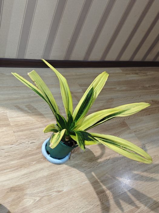 Сансиеверия сортовая