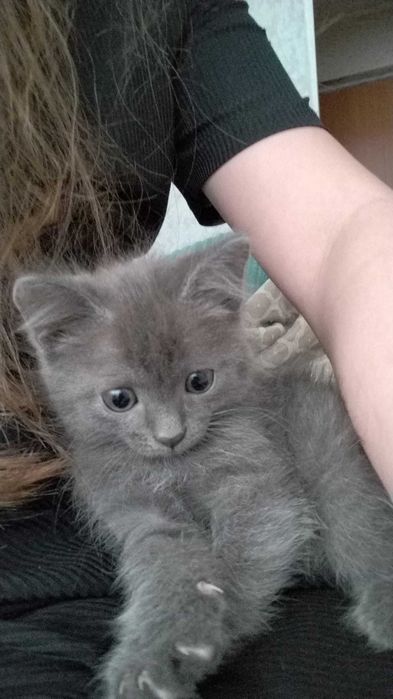 Котенок в добрые руки