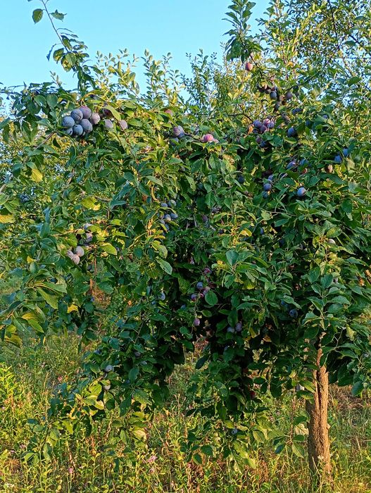 Vând urgent prune!