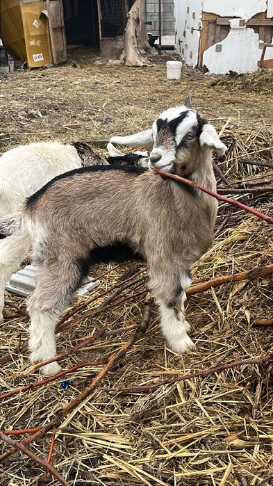 Коза дойная, коза беременная, козёл, козлята