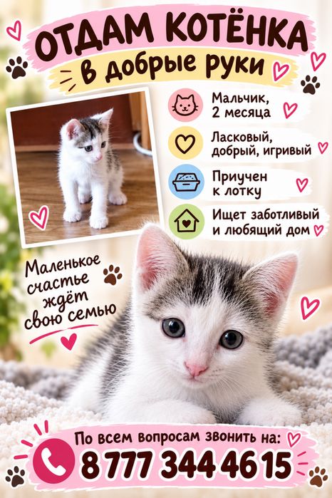 Отдам котенка в добрые руки