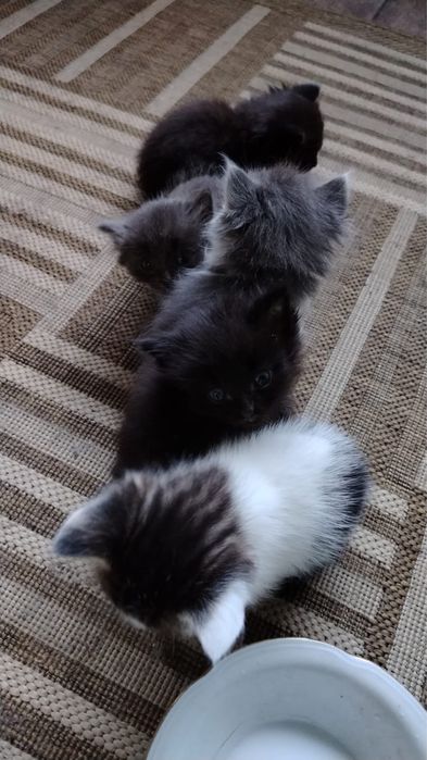 Котята ищут дом.