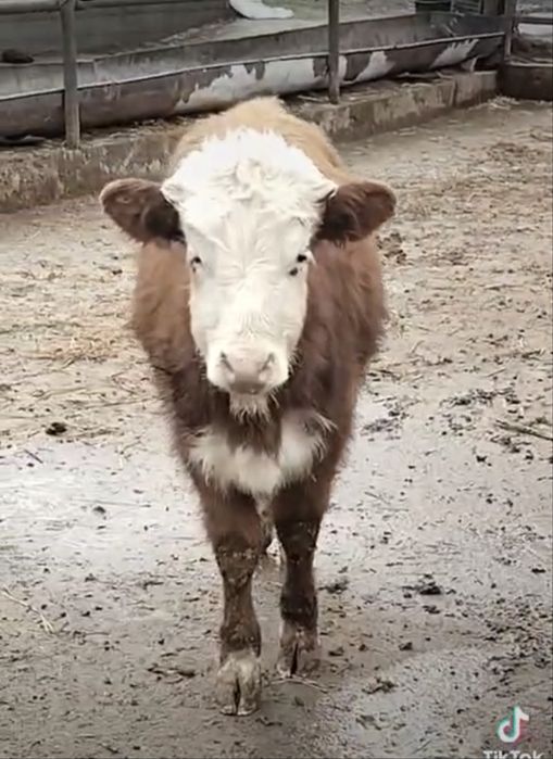 Бұқалар сатылады  Продаются быки