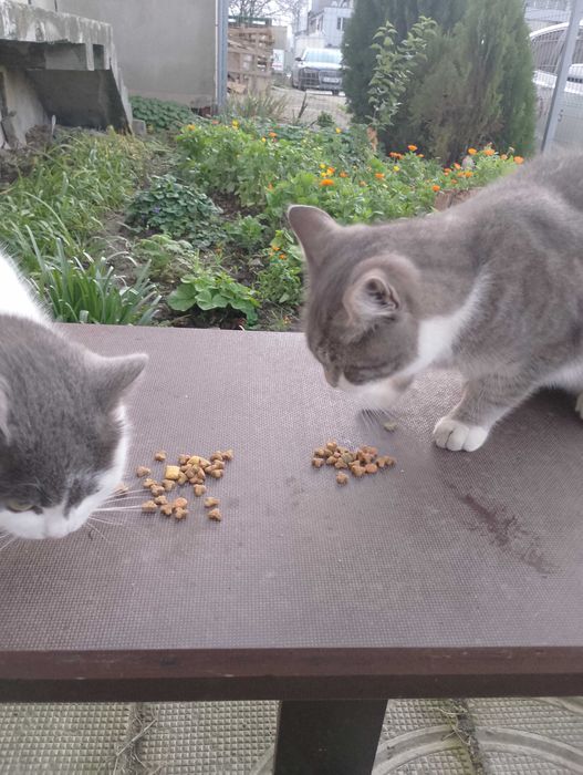 Подарявам котета