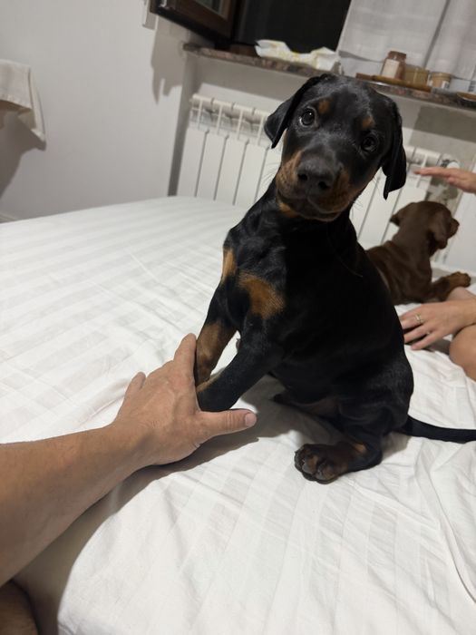 Doberman mascul