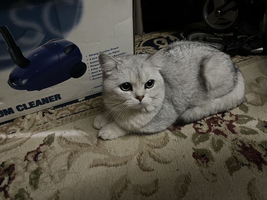 ВЯЗКА:Серебристая шиншила. Для спаривания