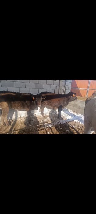 Бузаулар сатылады