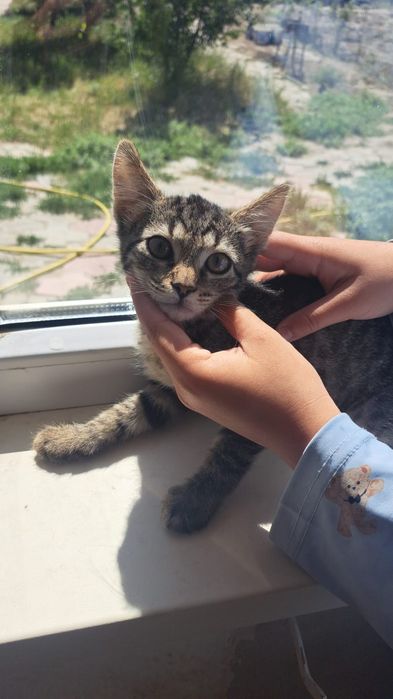 Отдам котёнка в добрые руки