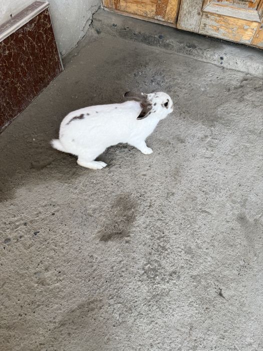 Сотилади  қуен тахминан  5-6  ойли