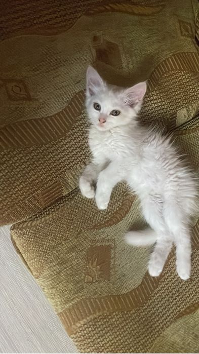 Отдам котенка даром