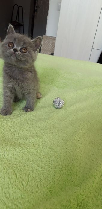 продам котят 30000