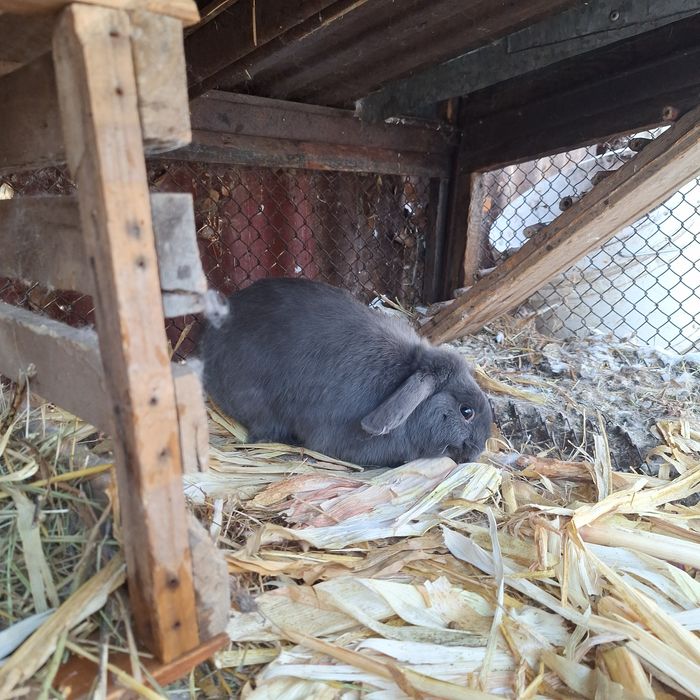 Продаю кролика декоративного