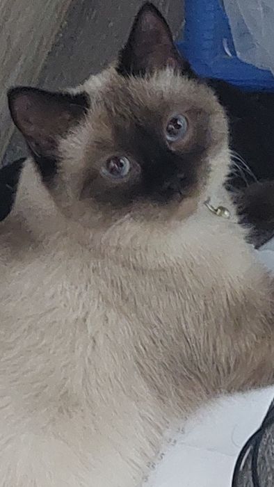 Нам нужен сиамский кот