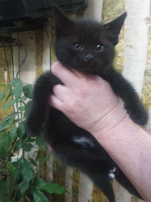 Котята ищут семью.