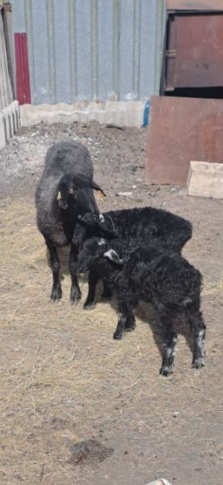 Продам.  Кой  егиз козысымен сатамыз