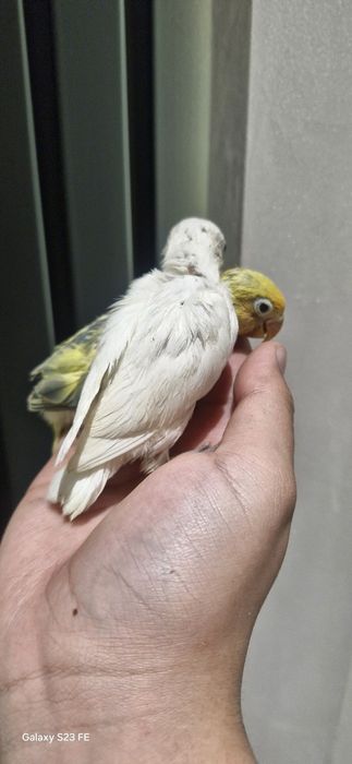 Ruchnoʻy nerazluchka