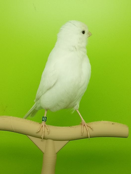 Canari și colivii