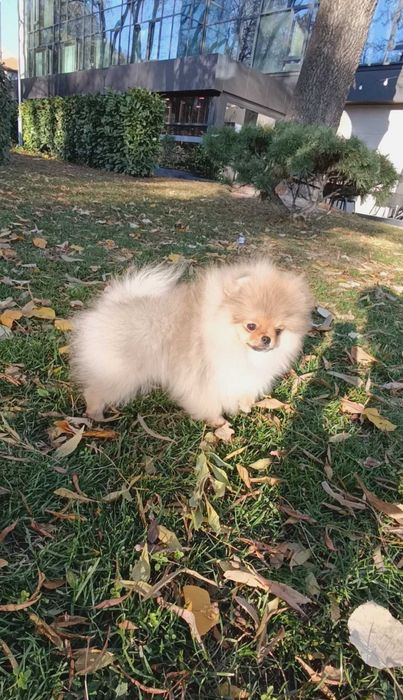 Померан Момичета с Родословие FCI