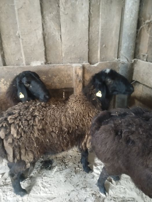 Продам баран гисар