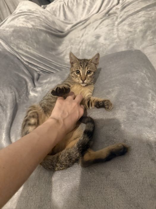 Pisic pentru adoptie