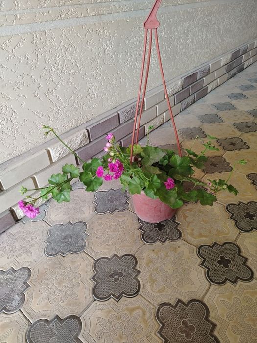 Honaki gullar, Комнатные растения, Цветы