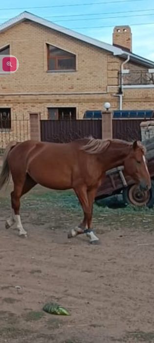 Продам кобылу с жеребёнком