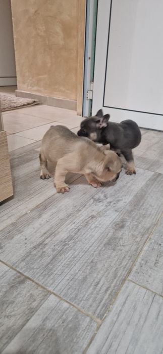 френско булдоче лилак тан