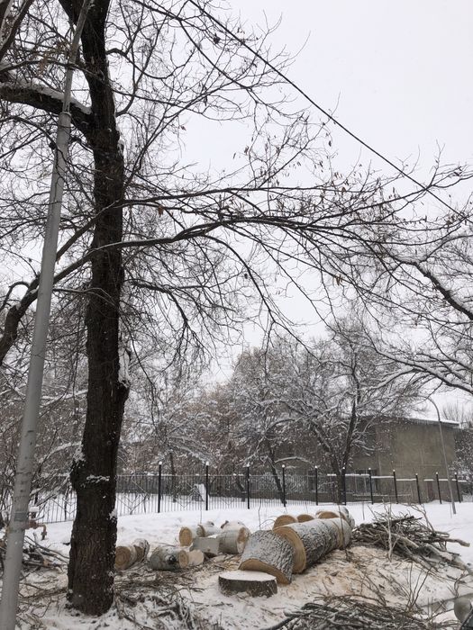 Дрова берёза карагаш дуб топль